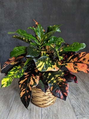 
                  
                    Green Plant 6"
                  
                