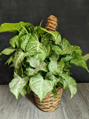 
                  
                    Green Plant 6"
                  
                