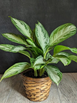 
                  
                    Green Plant 6"
                  
                