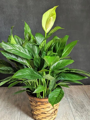 
                  
                    Green Plant 6"
                  
                