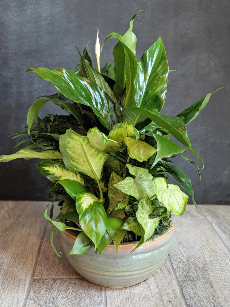 Large Mixed Dish Garden